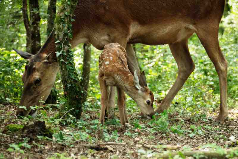 Cena de "Bambi: Uma Aventura na Floresta" (divulgação/A2 Filmes)