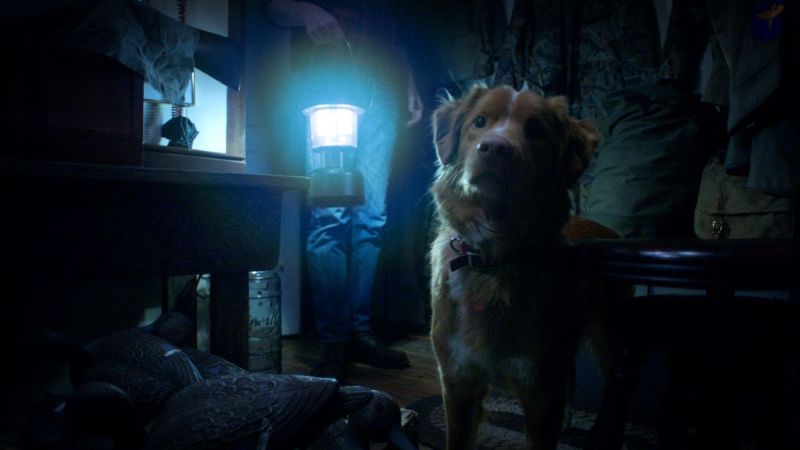 O cão Indy em "Bom Menino"