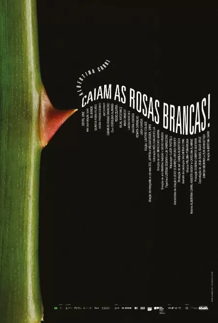 Caiam as Rosas Brancas